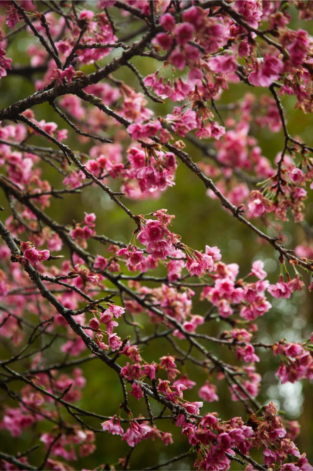 Estrutura Externa Estrutura Externa